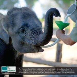 Baby Dilmah’s Birthday!