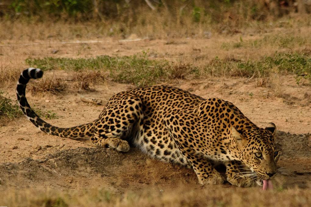 Conde Nast Traveller