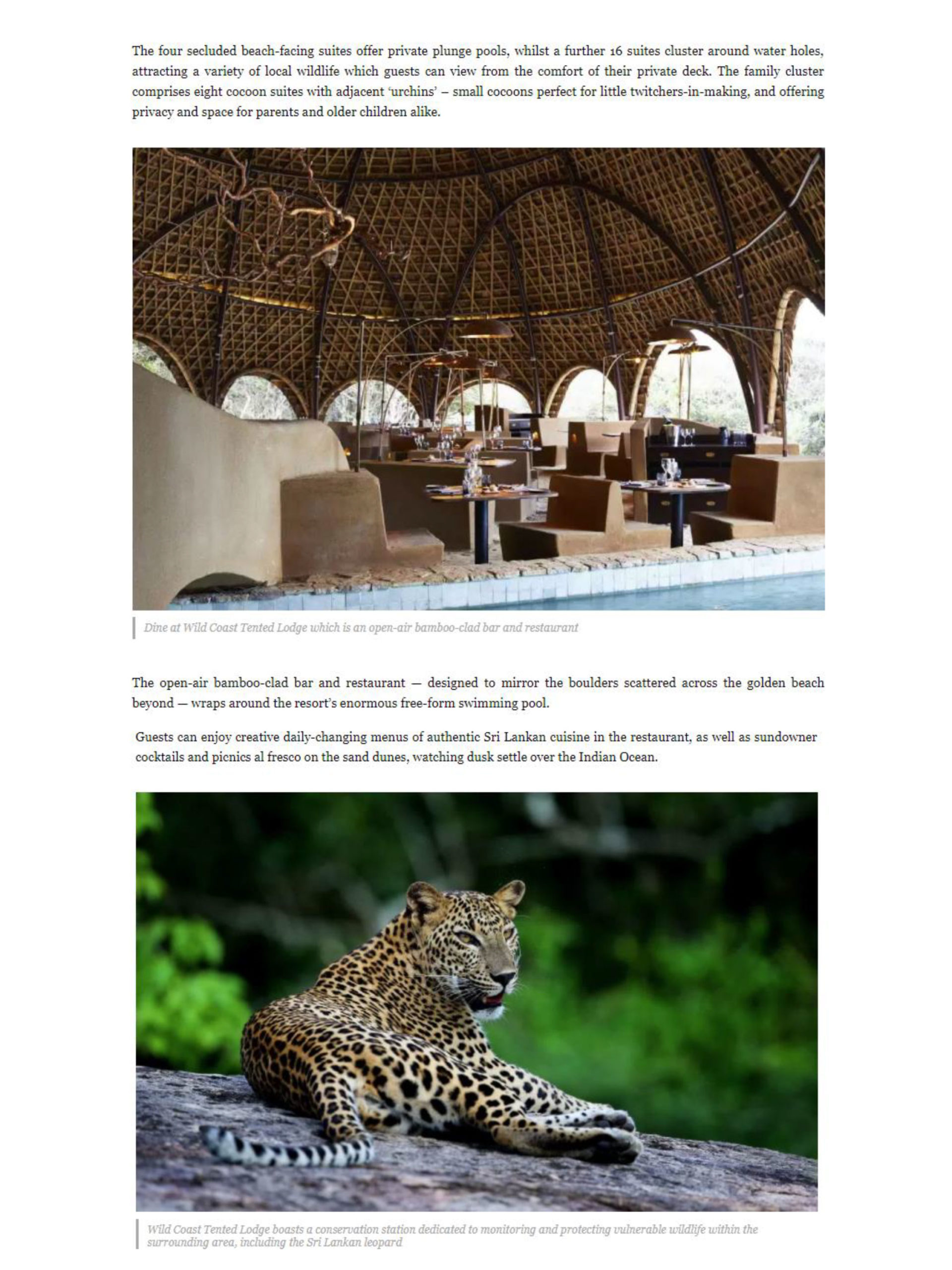 hedonist-online-resplendent-ceylon