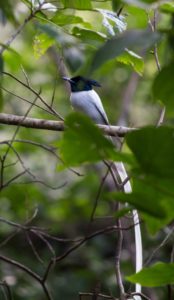 Indian Paradise Flycatcher Keith