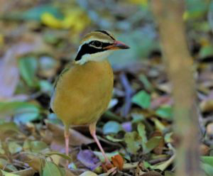 Indian-Pitta-300x248-1