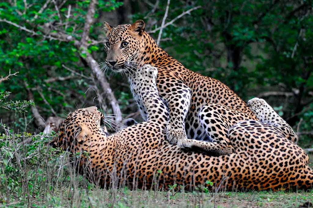 Tea Trails launches pioneering leopard conservation centre