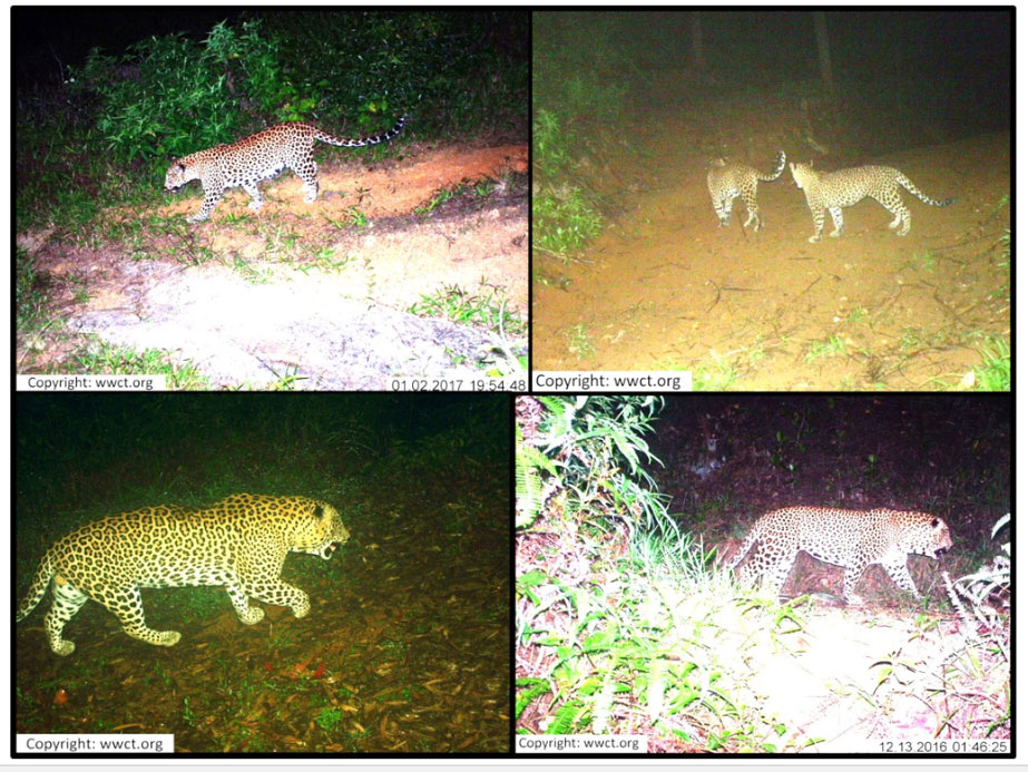 Leopard and Biodiversity