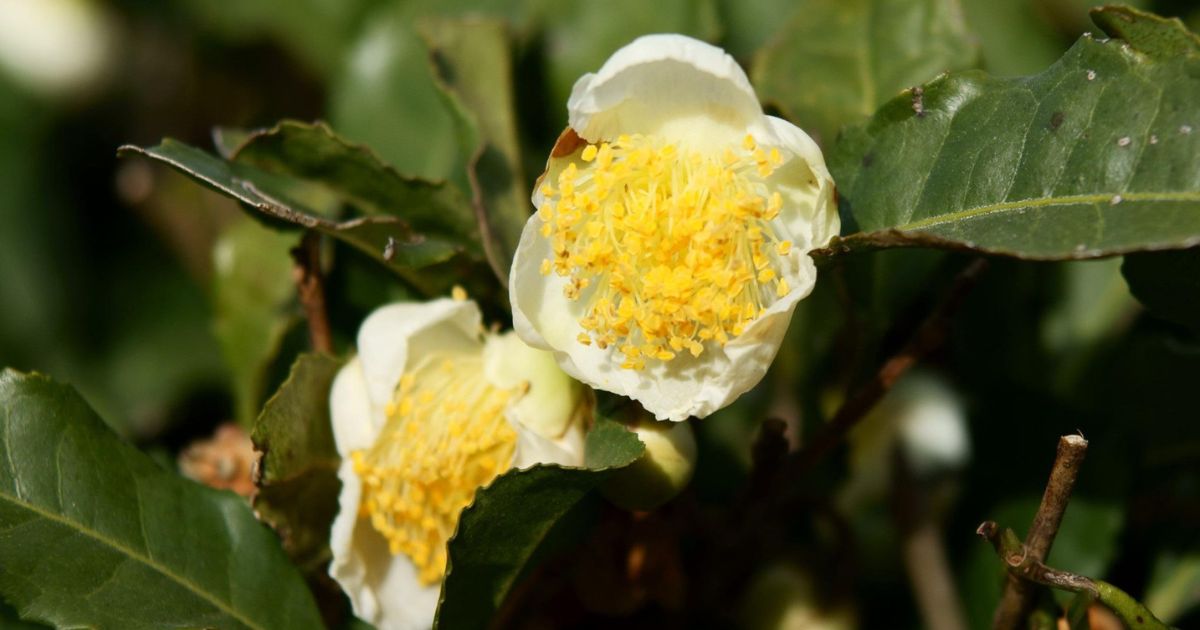 Tea and Opium Liquid