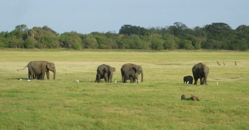 The Best Times to Visit Sri Lanka