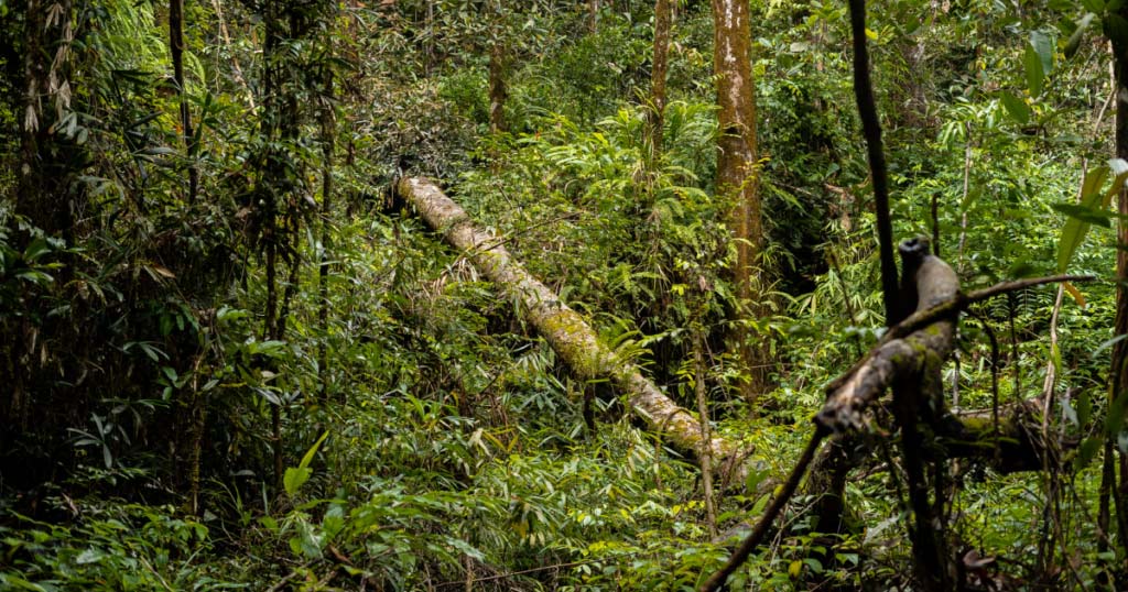 The-Best-Times-to-Visit-Sri-Lankac