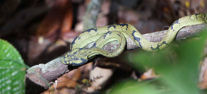 the srilankan safari