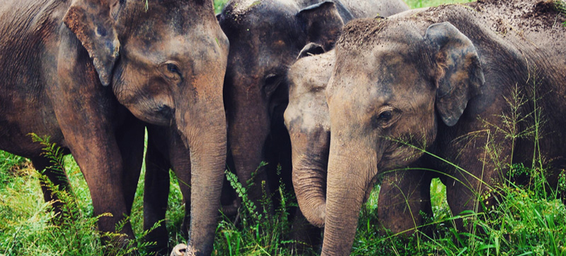 the srilankan safari