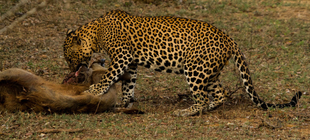 Yala’s Leopard Personalities