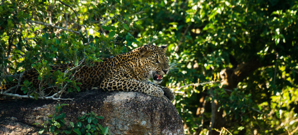 Yala’s Leopard Personalities