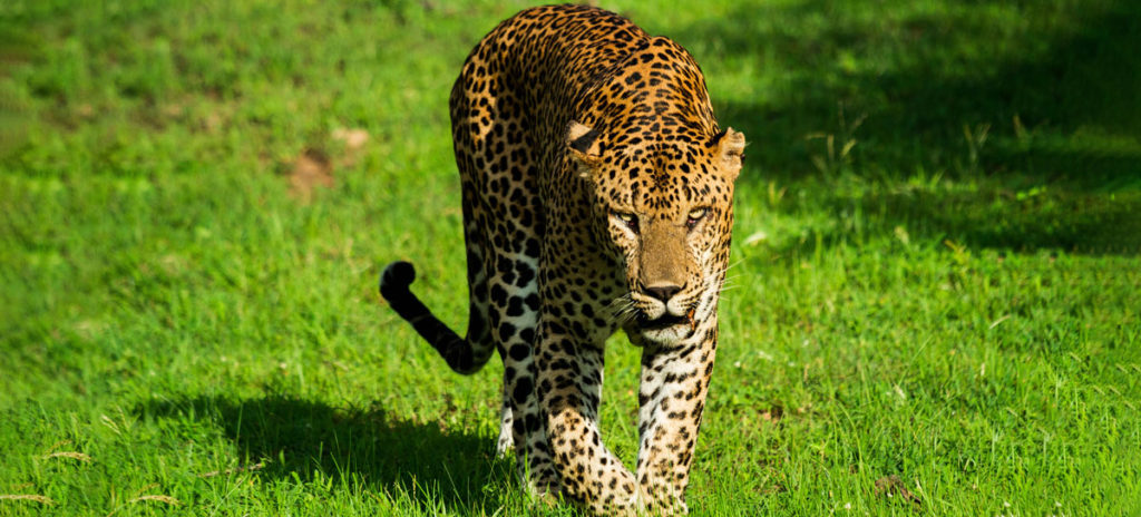 Yala’s Leopard Personalities
