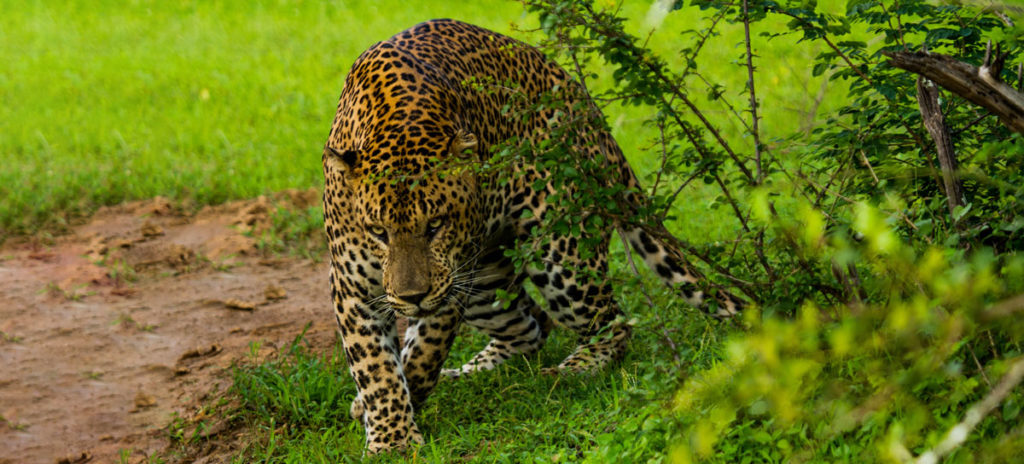 Yala’s Leopard Personalities